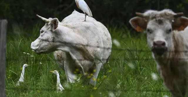 photo  propriétaire de la prée d’amon, le conseil départemental a réalisé plusieurs travaux sur ce site qui abrite de nombreuses espèces et joue un rôle important pour la biodiversité.  &copy;  photo : le maine libre - denis lambert 