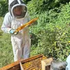 photo  les abeilles de loire participent à cette opération. 