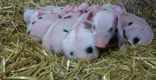 photo  cochons et compagnie, c’est la nouvelle fête à l’arche de la nature, dimanche 1er juin 2025.  &copy;  ouest-france 