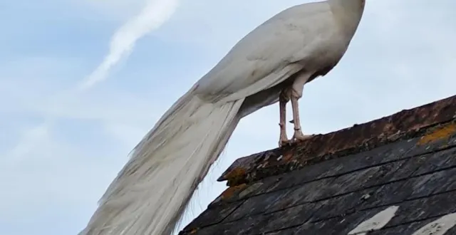 photo  pendant sa cavale qui aura duré six jours, philo, le paon blanc de nathalie, a été aperçu sur plusieurs toits et dans plusieurs jardins d’avrillé.  &copy;  photo fournie par la propriétaire 