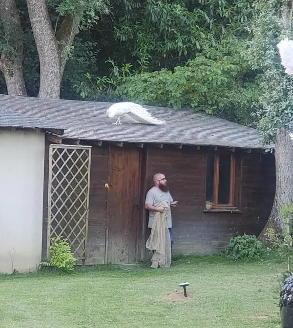 photo philo, perché dans le jardin de la tante de matthieu, où il a finalement été capturé, mercredi 28 mai.  ©  photo fournie par matthieu