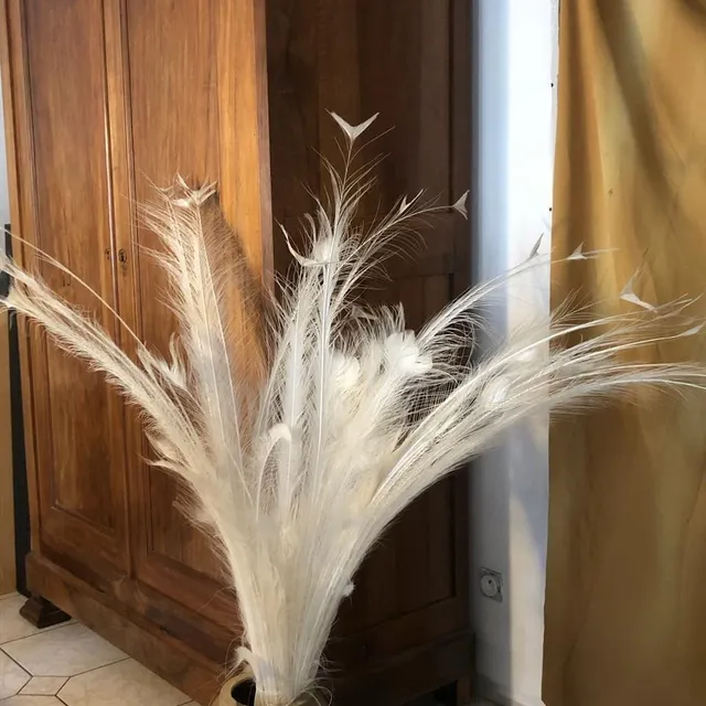 photo matthieu a conservé un bouquet de plumes en souvenir de la capture de philo.  ©  photo fournie par matthieu