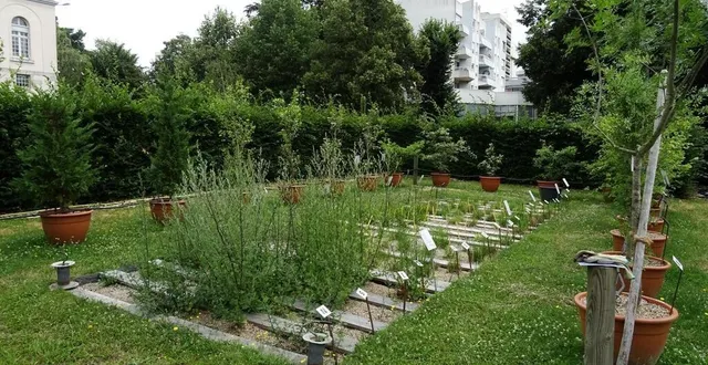 photo  le pollinarium d’angers compte plusieurs plants pour chaque essence, de façon à couvrir toute la période d’émission de pollens d’un végétal.  &copy;  association des pollinariums sentinelles de france 