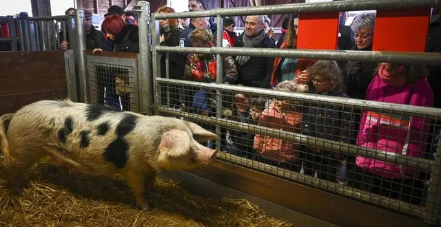 photo  le cochon sera à l’honneur dimanche à l’arche de la nature, comme tous les autres animaux de la ferme.  &copy;  archives le maine libre – denis lambert 