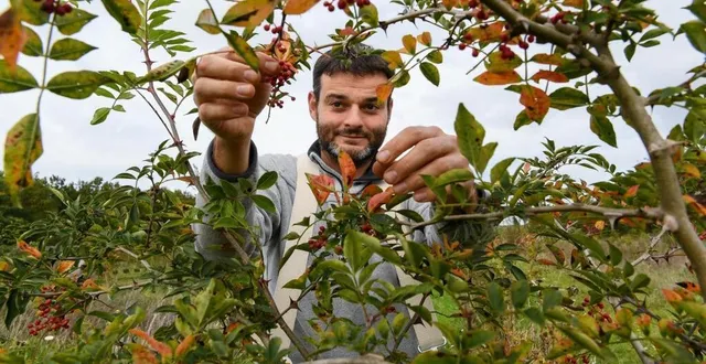 photo  maze-milon, 31/10/2023, mieux mangers, mieux vivre. robin tourte producteur de poivre. (josselin clair/le courrier de l’ouest)  &copy;  archives co – josselin clair 