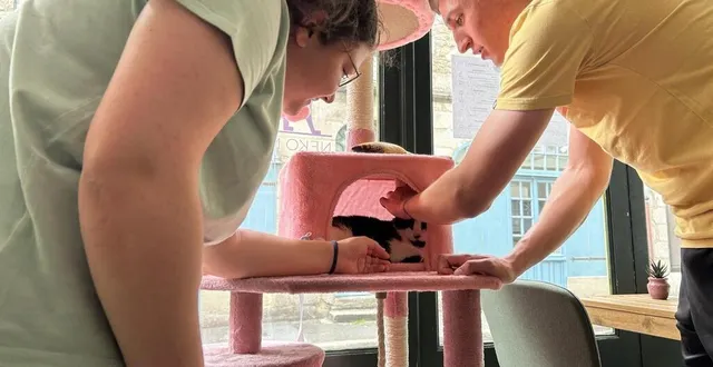 photo  le commerce accueille actuellement trois chats et pourra monter à cinq. des animaux issus d’associations et adoptables.  &copy;  ouest-france 