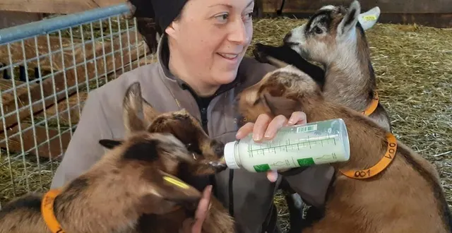 photo  des chevreaux biberonnés par élodie, devenue une passionnée des chèvres.   &copy;  le maine libre 