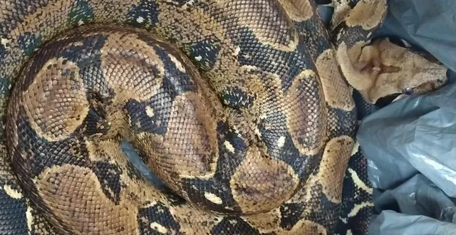 photo  le python royal a été récupéré par un spécialiste après l’intervention des policiers de saumur.  &copy;  police nationale de maine-et-loire 