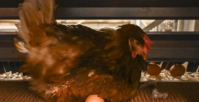 photo  les élevages de poules pondeuses vont se multiplier sur le territoire, afin de répondre à une consommation d’œufs en forte hausse.  &copy;  photo le maine libre - denis lambert 