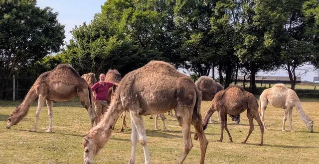 photo  ce dimanche 8 juin 2025, hervé profitera de la 14e édition du festival des arts de pringé, près de la flèche (sarthe), pour présenter ses dromadaires.  &copy;  ouest-france 
