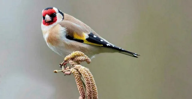 photo  il est reproché aux trois sarthois jugés au tribunal correctionnel du mans, mercredi 4 juin 2025, d’avoir capturé, puis vendu sur internet, des espèces protégées d’oiseaux, notamment des chardonnerets élégants.  &copy;  archives ouest-france 