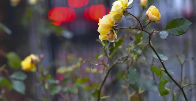 photo  plusieurs rendez-vous, dans plusieurs jardins : c’est le week-end des rendez-vous aux jardins, au mans comme partout en france.  &copy;  archives le maine libre – hervé petitbon 
