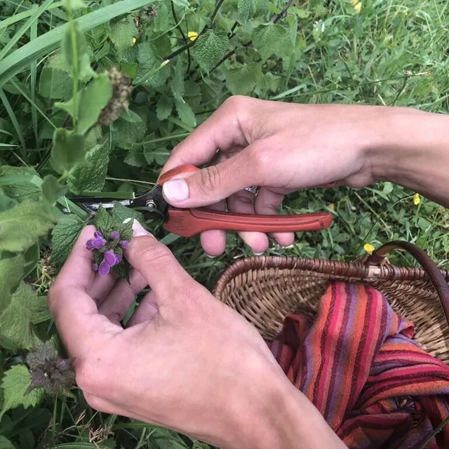 photo gée (beaufort-en-anjou), le 28 mai 2025. le lamier pourpre ou fausses orties est utilisé en cuisine. son goût s’apparente à celui des champignons de paris.  ©  co – christophe ricci