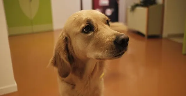 photo  tonka, jeune golden retriever, est arrivé à l’hôpital d’alençon le 6 juin 2024.  &copy;  archives ouest-france 