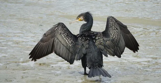 photo  un domaine en sologne appartenant au milliardaire olivier bouygues a été perquisitionné le mercredi 4 juin 2025, après la découverte de cadavres d’oiseaux sauvages protégés. photo d’illustration.  &copy;  archives gzen92 / wikimédia / cc-by-sa-4.0 