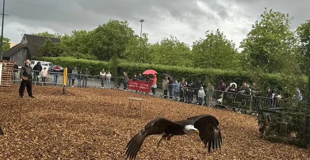 photo  un spectacle de rapaces s’est déroulé ce samedi 7 juin 2025 à alençon (orne).  &copy;  ouest-france 