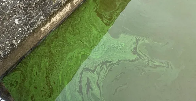photo  des traces de cyanobactéries dans une rivière. photo d’illustration.  &copy;  ouest-france 