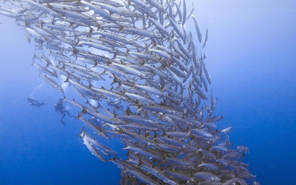 Comment se porte l'océan ? Le baromètre « Starfish » émet son premier bulletin, et il est alarmant