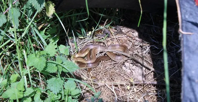 photo  des couleuvres esculape nichent sous les plaques.  &copy;  cpie loire anjou 