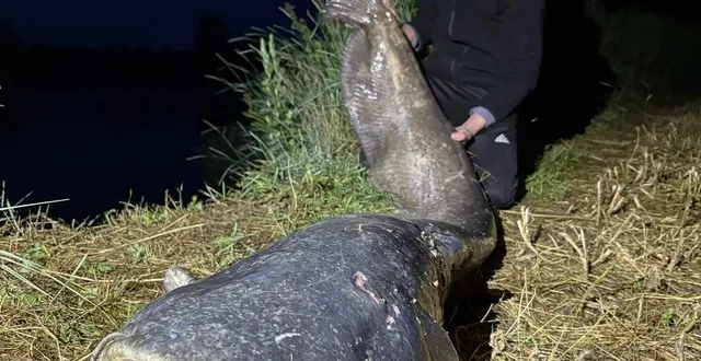 photo  gennes-val-de-loire, le 7 juin 2025. solane, 20 ans, a sorti un silure de 2,50 mètres.  &copy;  solane berte 