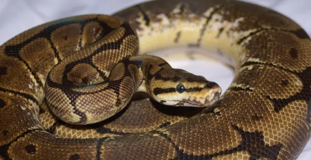 photo  une habitante de saumur a découvert un python royal devant sa porte, le 3 juin 2025. photo d’illustration.  &copy;  nvphotos - fotolia archives 