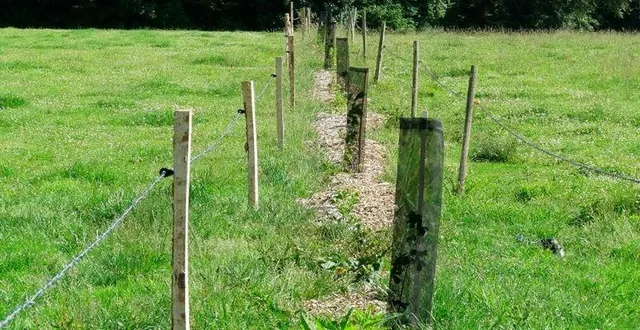 photo  neuf kilomètres de haies bocagères ont déjà été plantés. (illustration)  &copy;  parc naturel régional normandie maine 