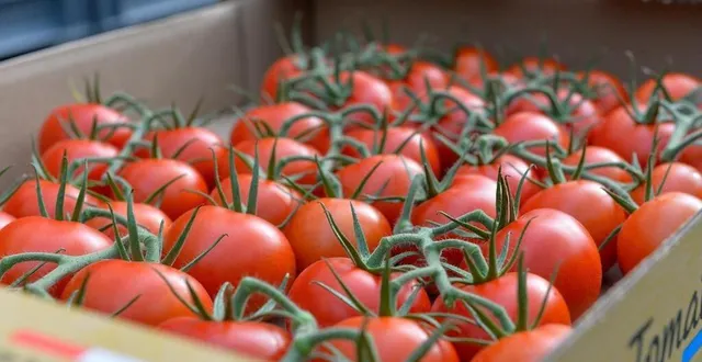 photo  le maraîcher a exploité une soixantaine d’étrangers en situation irrégulière pendant cinq ans, selon les enquêteurs. « si je ne les prenais pas, qui allait cueillir mes tomates ? », s’est défendu le prévenu.  &copy;  jade taillard / ouest-france 