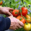 photo  le maraîcher a exploité une soixantaine d’étrangers en situation irrégulière pendant cinq ans, selon les enquêteurs. « si je ne les prenais pas, qui allait cueillir mes tomates ? », s’est défendu le prévenu. 