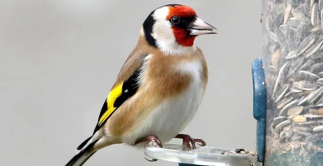 photo  le chardonneret élégant, une des espèces protégées dont les prévenus faisaient commerce. ?  &copy;  archives ouest-france 