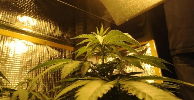 photo  les policiers ont confisqué aux sœurs 85 kg de cannabis.  &copy;  photo d’illustration - co 