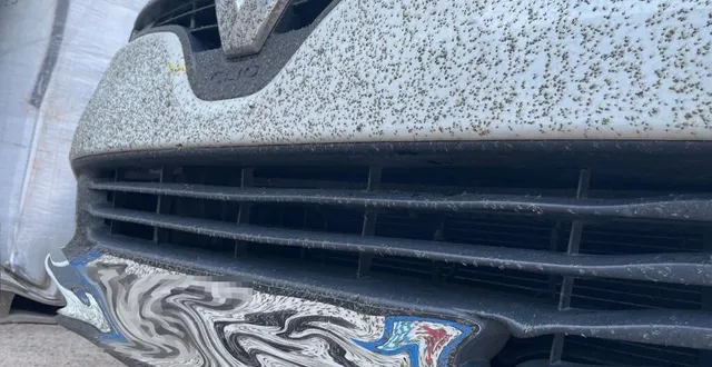 photo  les insectes ailés sont très nombreux en ce moment.  &copy;  photo le maine libre 