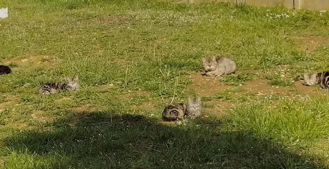 photo  les chats errants devront être stérilisés.  &copy;  ouest-france 
