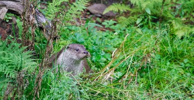 photo  une conférence « à la rencontre de la loutre », permettra d’en savoir plus sur ce petit animal.  &copy;  philippe massit – ofb 