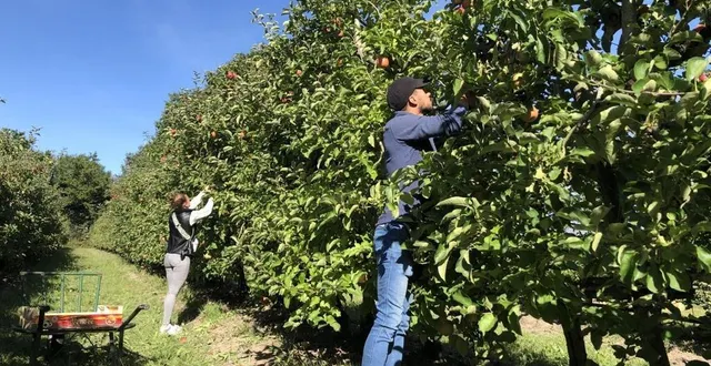 photo  près de 300 postes sont déjà recherchés pour la cueillette de pommes dans le sud de la sarthe. (photo d’illustration).  &copy;  archives ouest-france 