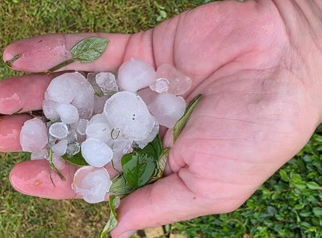 photo de gros grêlons sont tombés en début de soirée de ce vendredi 13 juin 2025 à condé-sur-noireau, dans le calvados.  ©  ouest-france