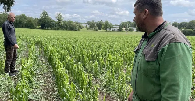 photo  les cultures de nicolas lemonnier, à droite, ont été dévastées par l’orage du vendredi 13 juin.  &copy;  ouest-france 
