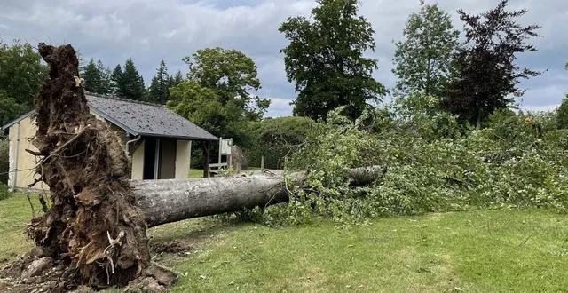 photo  un imposant hêtre est tombé au mont de cerisy à cerisy-belle-étoile, près du bar des rhodos, après l’orage du vendredi 13 juin 2025.  &copy;  ouest-france 