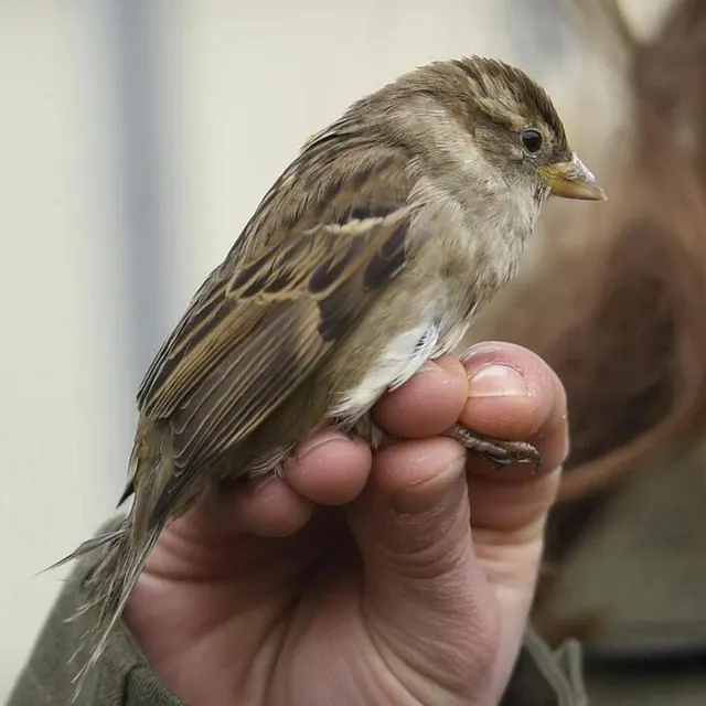 photo en devenant dépendants de l’humain, les oiseaux perdent leur instinct naturel et risquent de mourir en période de grand froid (photo d’illustration).  ©  archives co - marie delage