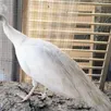 photo  le paon albinos qui s’était enfui à tire-d’aile. 