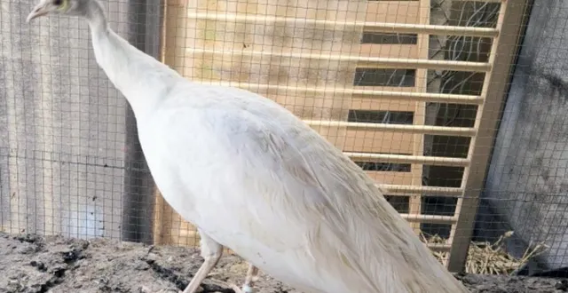 photo  le paon albinos qui s’était enfui à tire-d’aile.  &copy;  ville d’argentan 