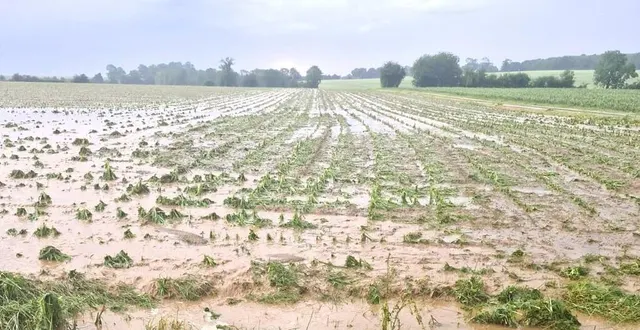 photo  les agriculteurs, victimes des intempéries, vont demander à bénéficier de 