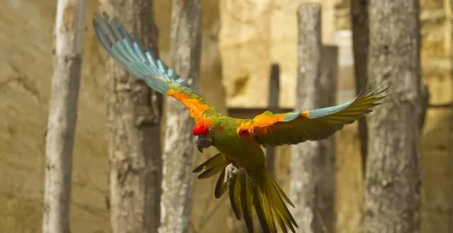 photo  endémique des vallées andines de bolivie, l’ara de lafresnaye est classé « en danger critique d’extinction » sur la liste rouge de l’union internationale pour la conservation de la nature (uicn).  &copy;  bioparc 