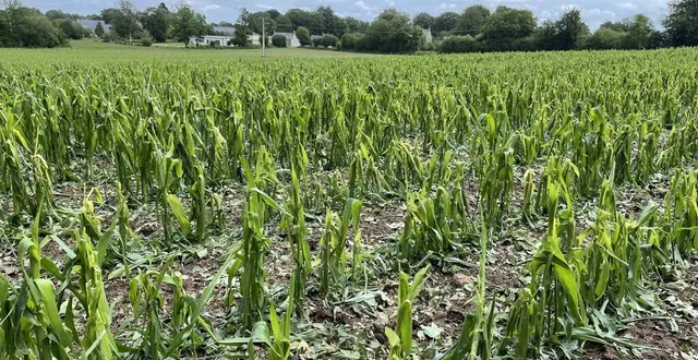 photo  les cultures de maïs ont été détruites par la grêle du vendredi 13 juin 2025 à chanu (orne) et dans les communes voisines.  &copy;  ouest-france 