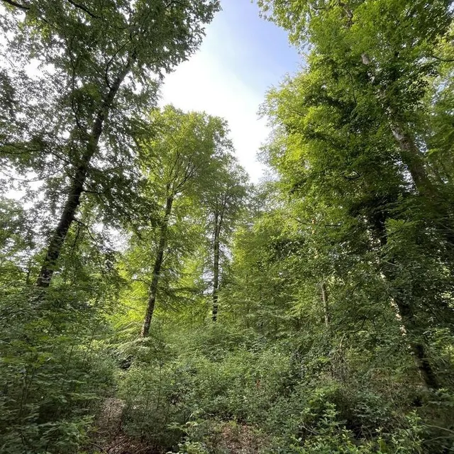 photo c’est ce genre de paysage, avec des arbres de différents âges, que les agents de l’onf cherchent à créer au parcours santé de la forêt d’écouves.  ©  ouest-france