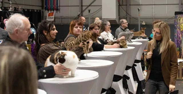 photo  lors de l’exposition féline de mulsanne, les chats seront jugés.  &copy;  christaxphoto – philippe manceau 