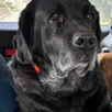 photo  django, un labrador de 10 ans, a fugué le 1er juin 2025. 
