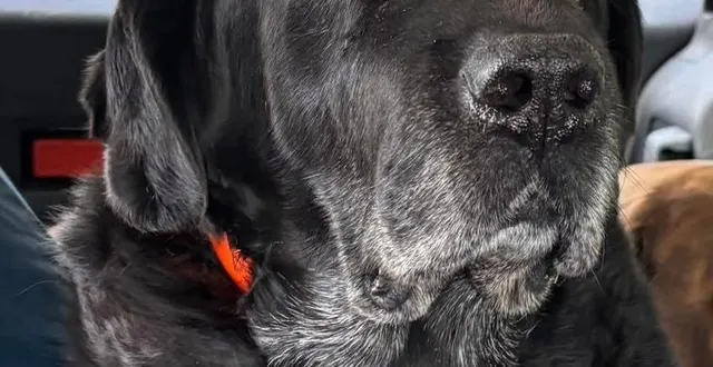 photo  django, un labrador de 10 ans, a fugué le 1er juin 2025.  &copy;  facebook pet alert 61 