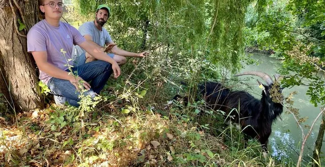 photo  la ferté-bernard, le 17 juin 2025. mathis chartrain et roman pavisse s’occupent des moutons et des boucs au lycée robert-garnier.  &copy;  le maine libre 
