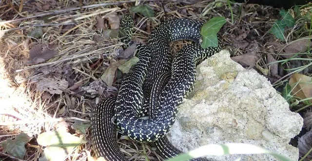 photo  les bénévoles ont trouvé entre avril et mai, 31 couleuvres vertes et jaunes (hierophis viridiflavus) dans le territoire intercommunal, rassurant les spécialistes sur la pérennité de l’espèce.   &copy;  dr 