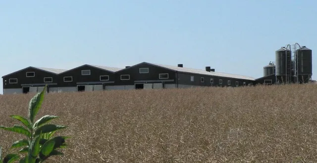 photo  l’élevage intensif de 400 veaux a été installé il y a cinq ans à la sortie du village de thoiré-sous-contensor (sarthe).  &copy;  ouest-france 